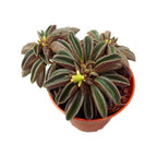 Peperomia 'Silver Spark' (miminko)