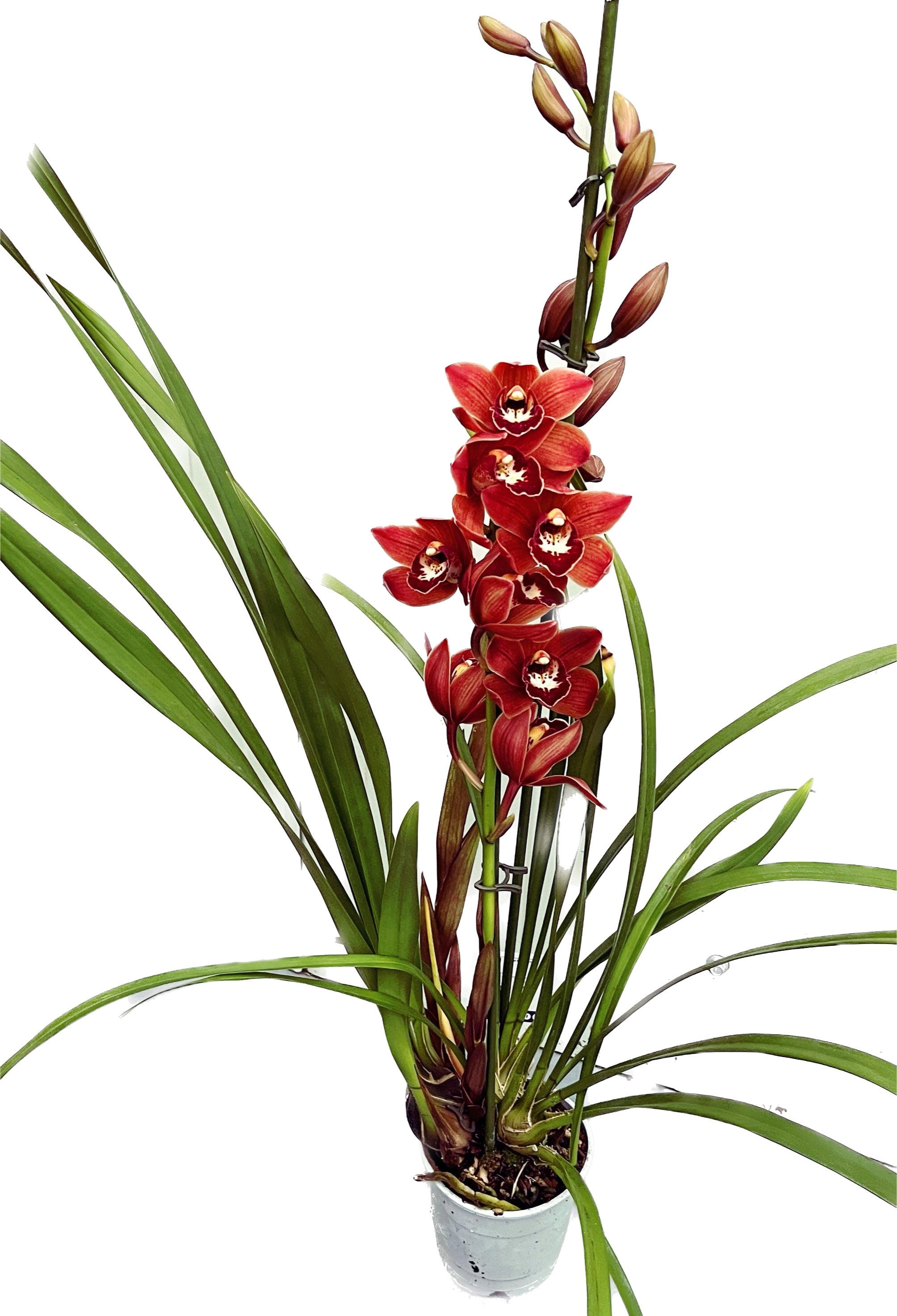 Cymbidium Late Sue