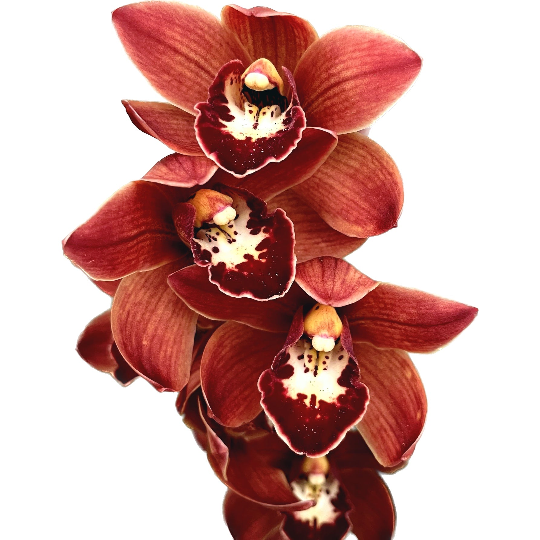 Cymbidium Late Sue