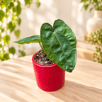 Anthurium dressleri - Jungpflanze