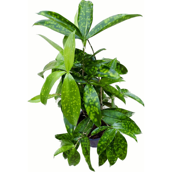 Dracaena surculosa 'Lindl' 4 -5 Pflanzen/Topf