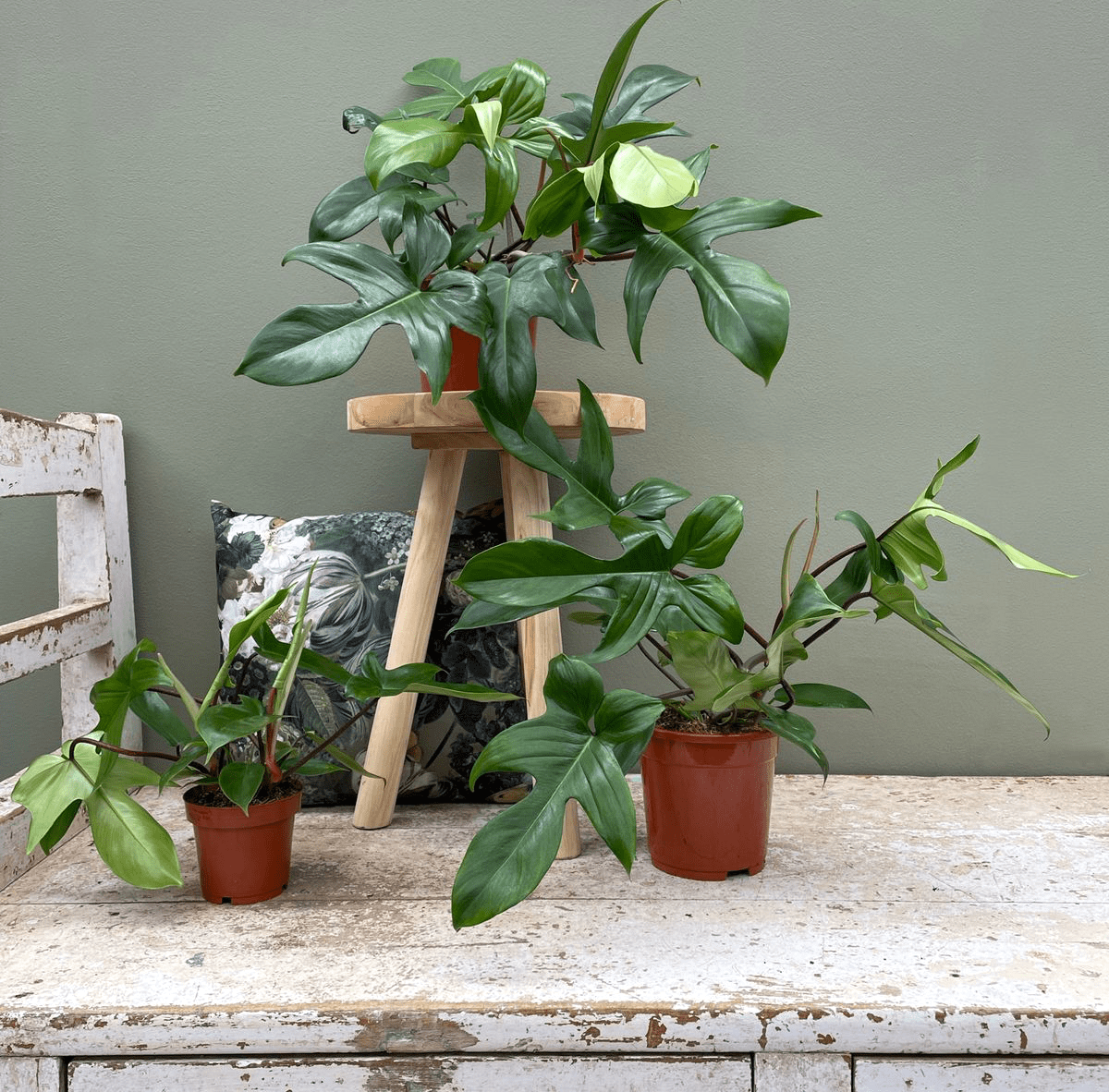 Philodendron 'Florida Beauty' (Green Ghost)