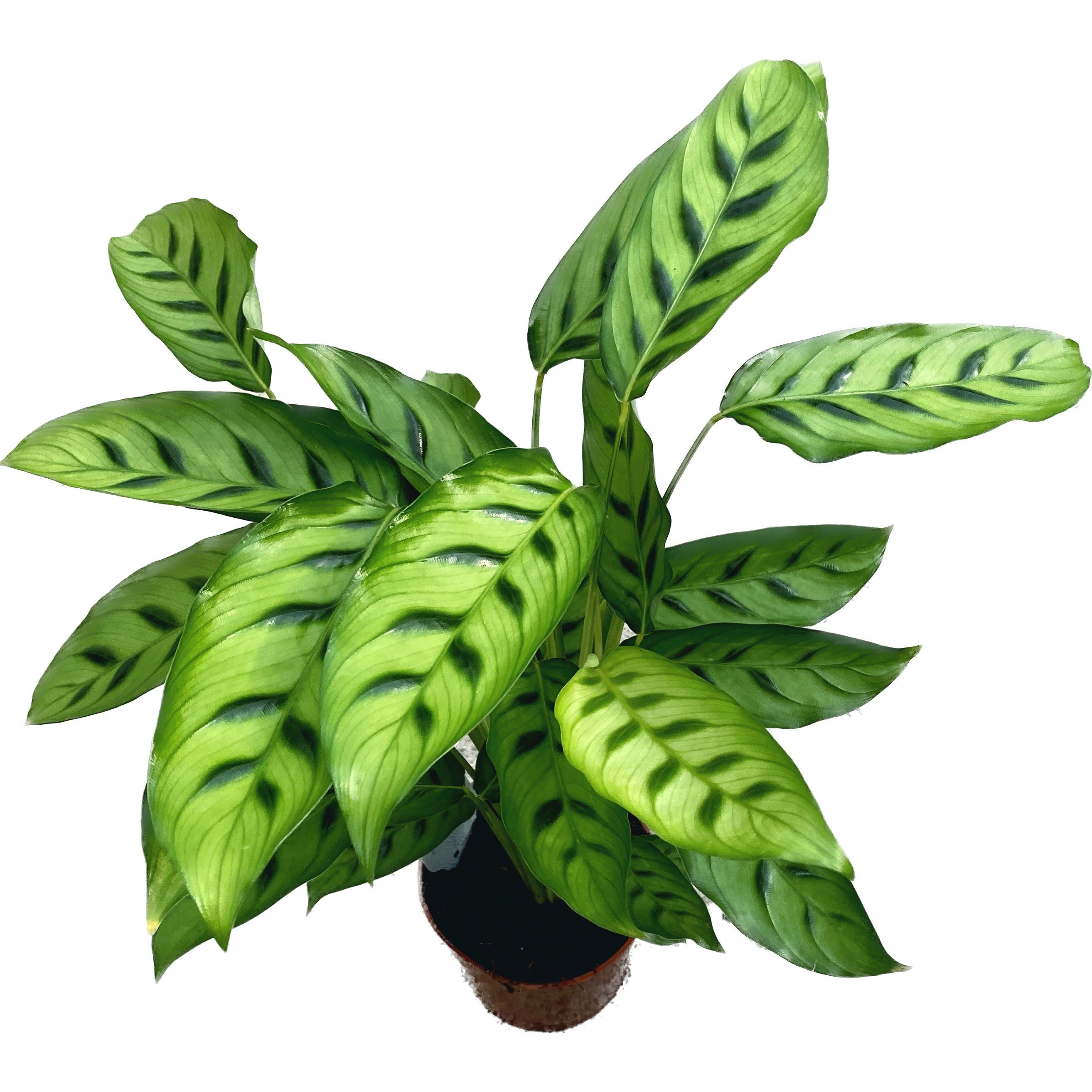 Calathea Leopardina (planta paun) D12