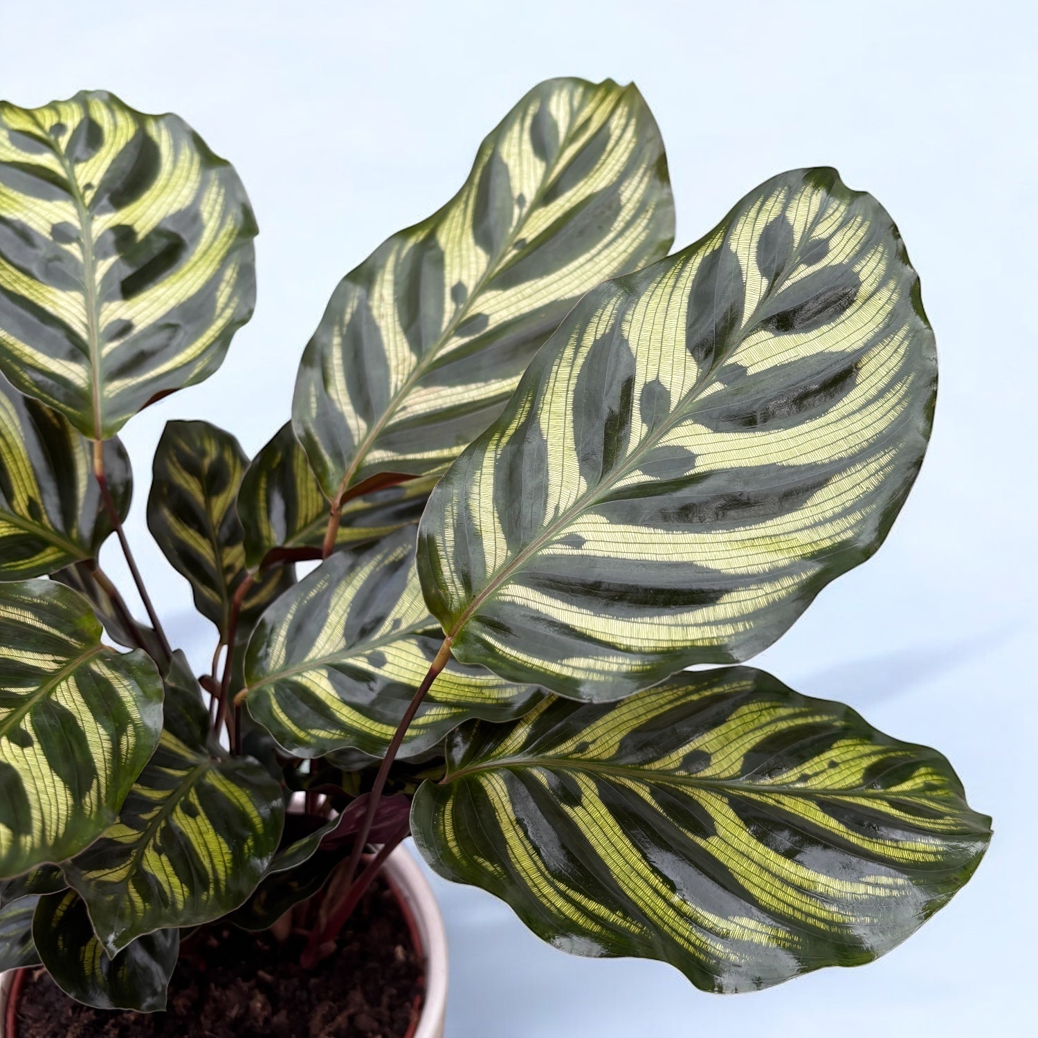 Calathea Makoyana, planta paun – Secret Garden Plant Shop