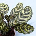 Calathea Makoyana, pauwenplant D14