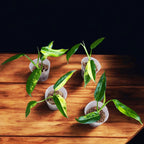 Philodendron domesticum 'Variegata'