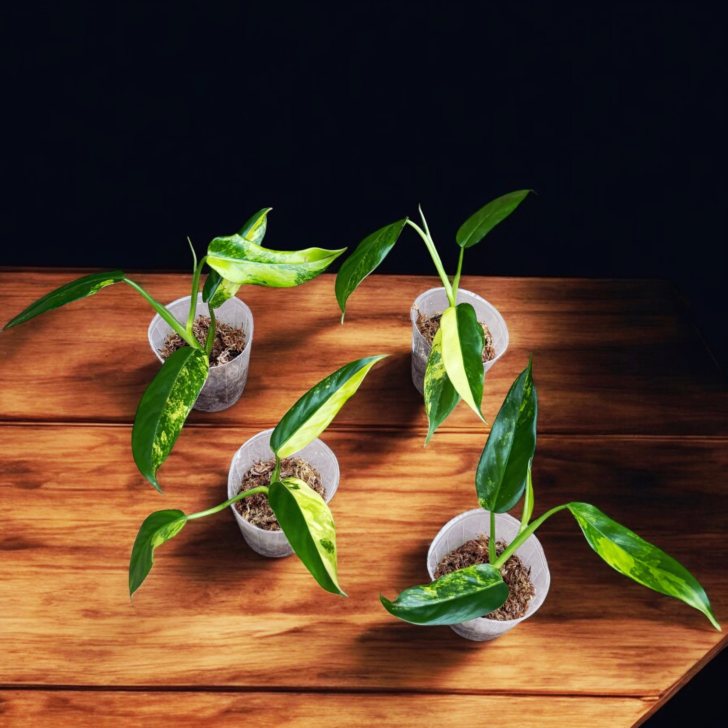 Philodendron domesticum 'Variegata'