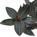 Ludisia discolor var. ordiana
