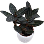 Ludisia discolor var. ordiana