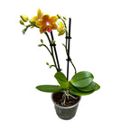 Phalaenopsis Yaphon Perbalm variation (parfumat)