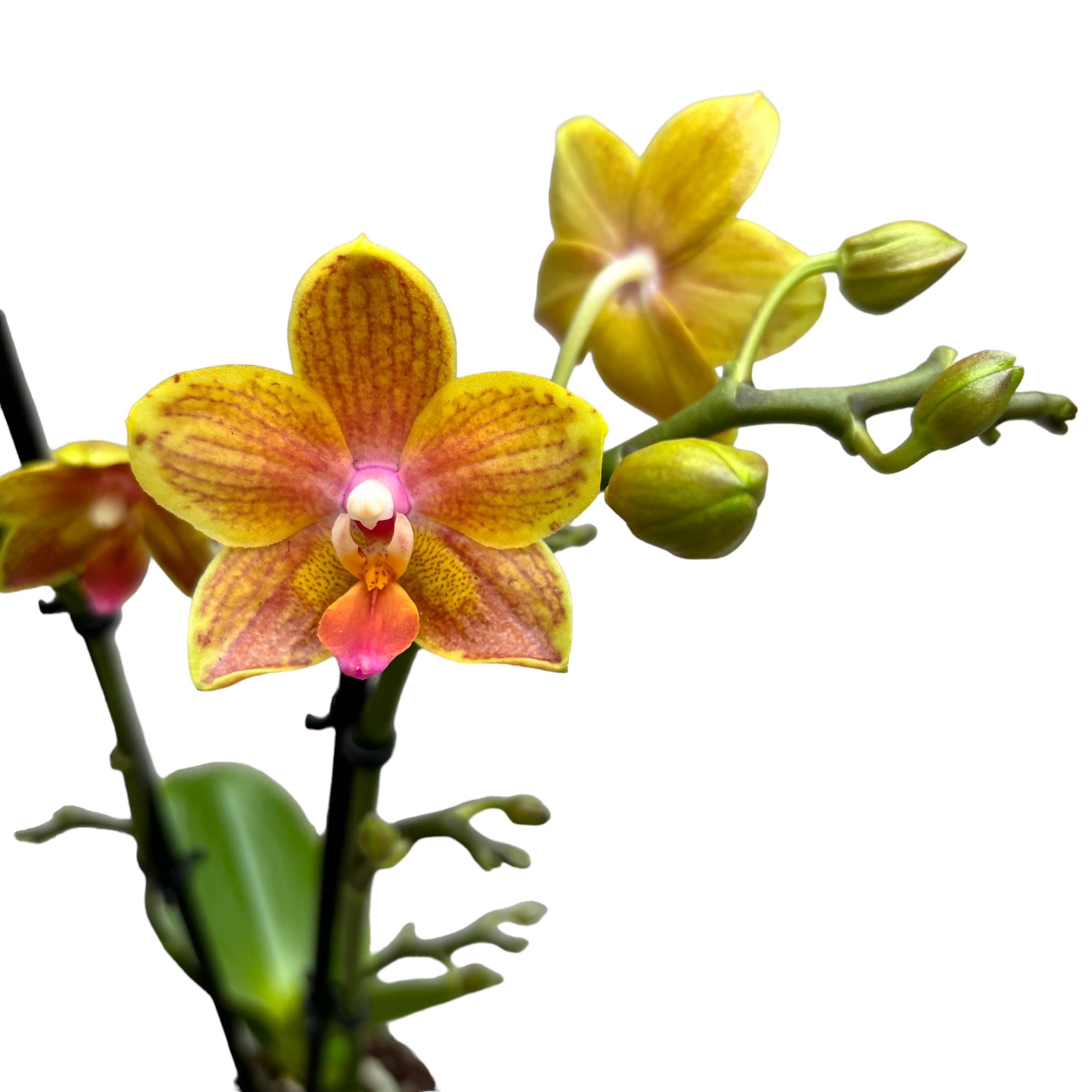 Phalaenopsis Yaphon variazione Perbalm (profumata)