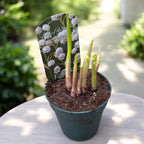 Muguet blanc - Margaritar (Convallaria majalis) en pot