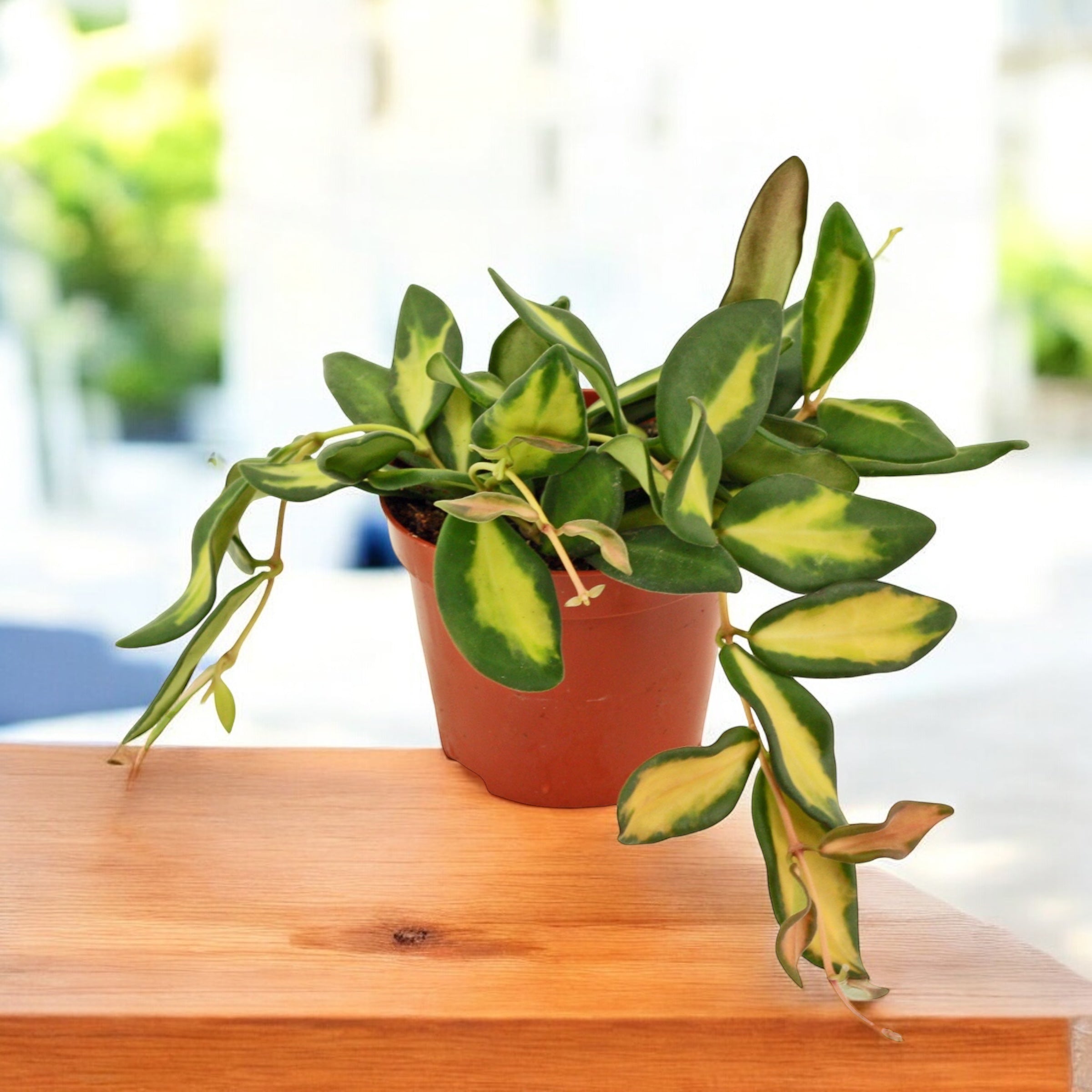 Hoya sp. aff. burtoniae 'Variegata' (Hoya sp. DS-70 variegata) D12 - täysiä ruukkuja!