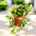 Hoya sp. aff. burtoniae 'Variegata' (Hoya sp. DS-70 variegata) D12 - täysiä ruukkuja!