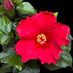 Hibiskus rosa-sinensis 'Eos' (japonski vrtnice)