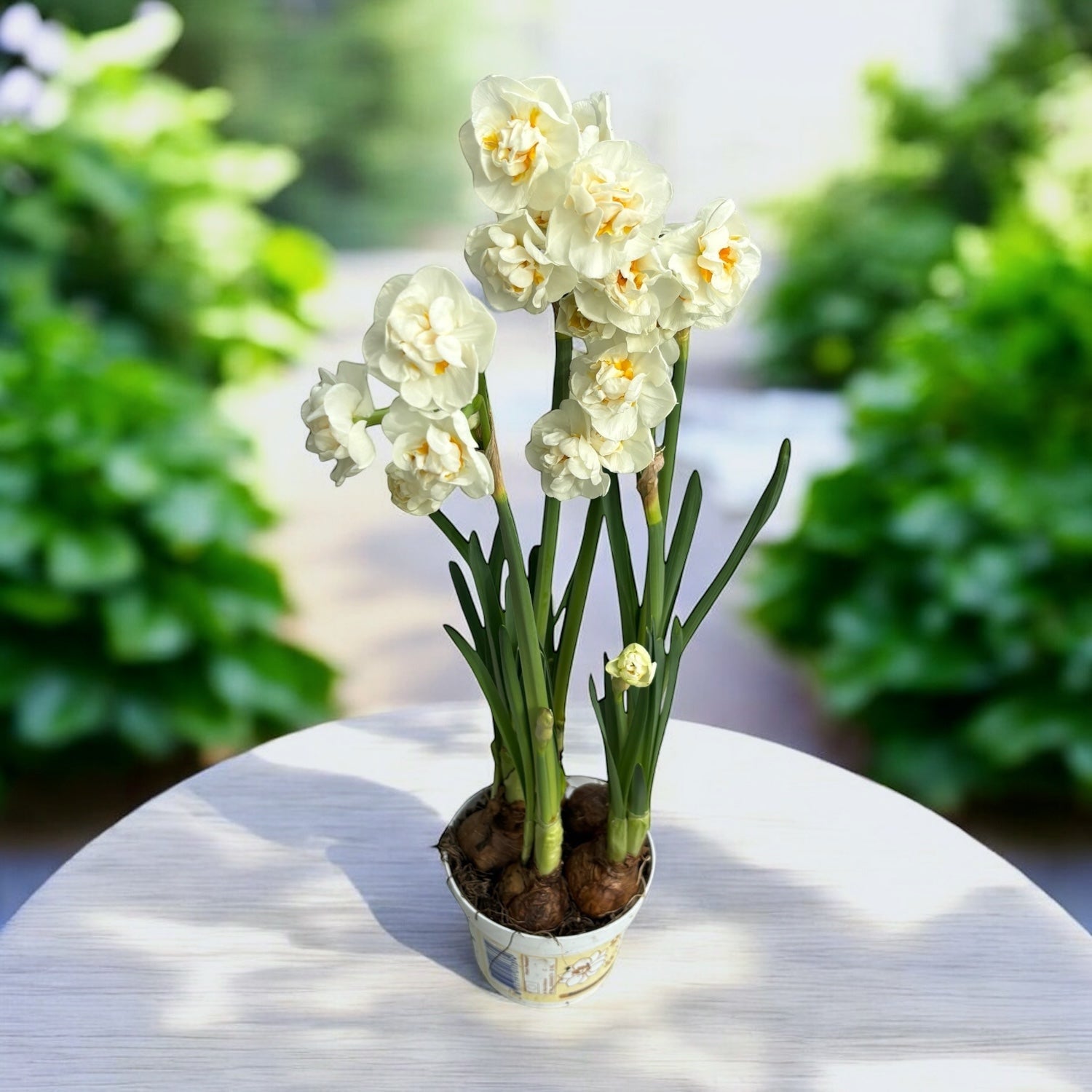 Dupla virágú, erősen illatos nárcisz - Narcissus 'Bridal Crown'