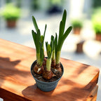 Dupla virágú, erősen illatos nárcisz - Narcissus 'Bridal Crown'