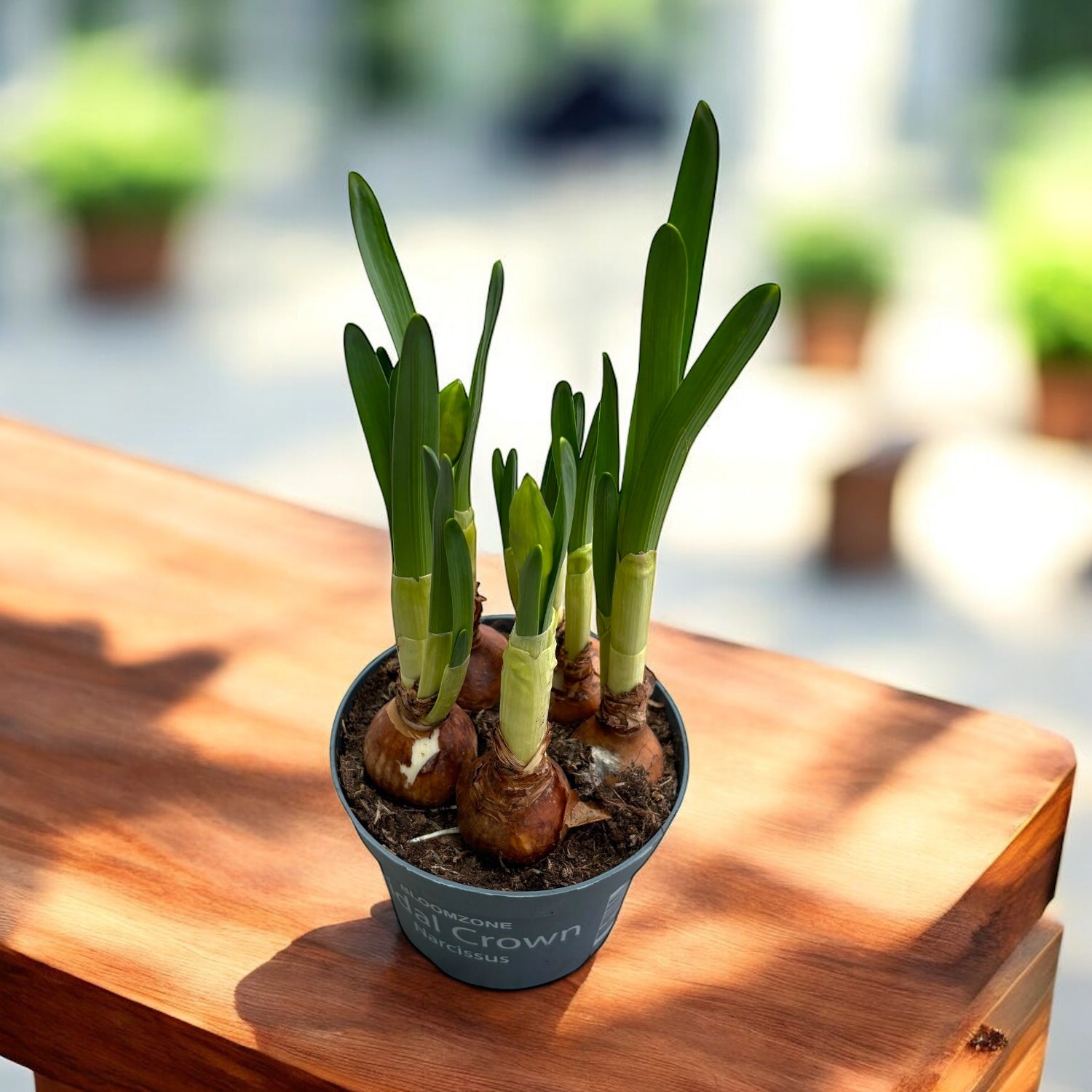 Tuoksuvat kaksinkertaiset narsissit - Narcissus 'Bridal Crown'