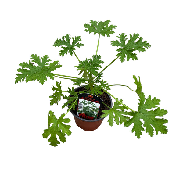 Muscate cu frunze parfumate - Pelargonium graveolens 'Dr. Westerlund' (parfum de lamaie si trandafiri)