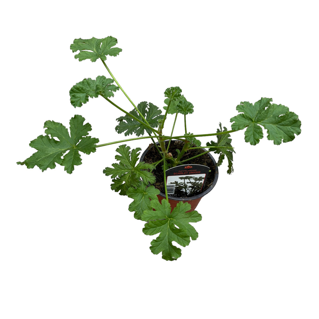 Muscate cu frunze parfumate - Pelargonium graveolens 'Dr. Westerlund' (parfum de lamaie si trandafiri)