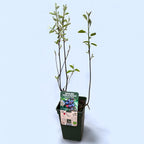 Pomul de stafide - Amelanchier spicata - fructe dulci si aromate (cultura biologica)