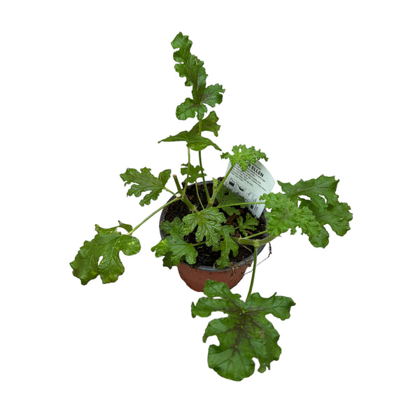 Muscate cu frunze parfumate - Pelargonium quercifolium 'Fair Ellen' (Parfum picant)