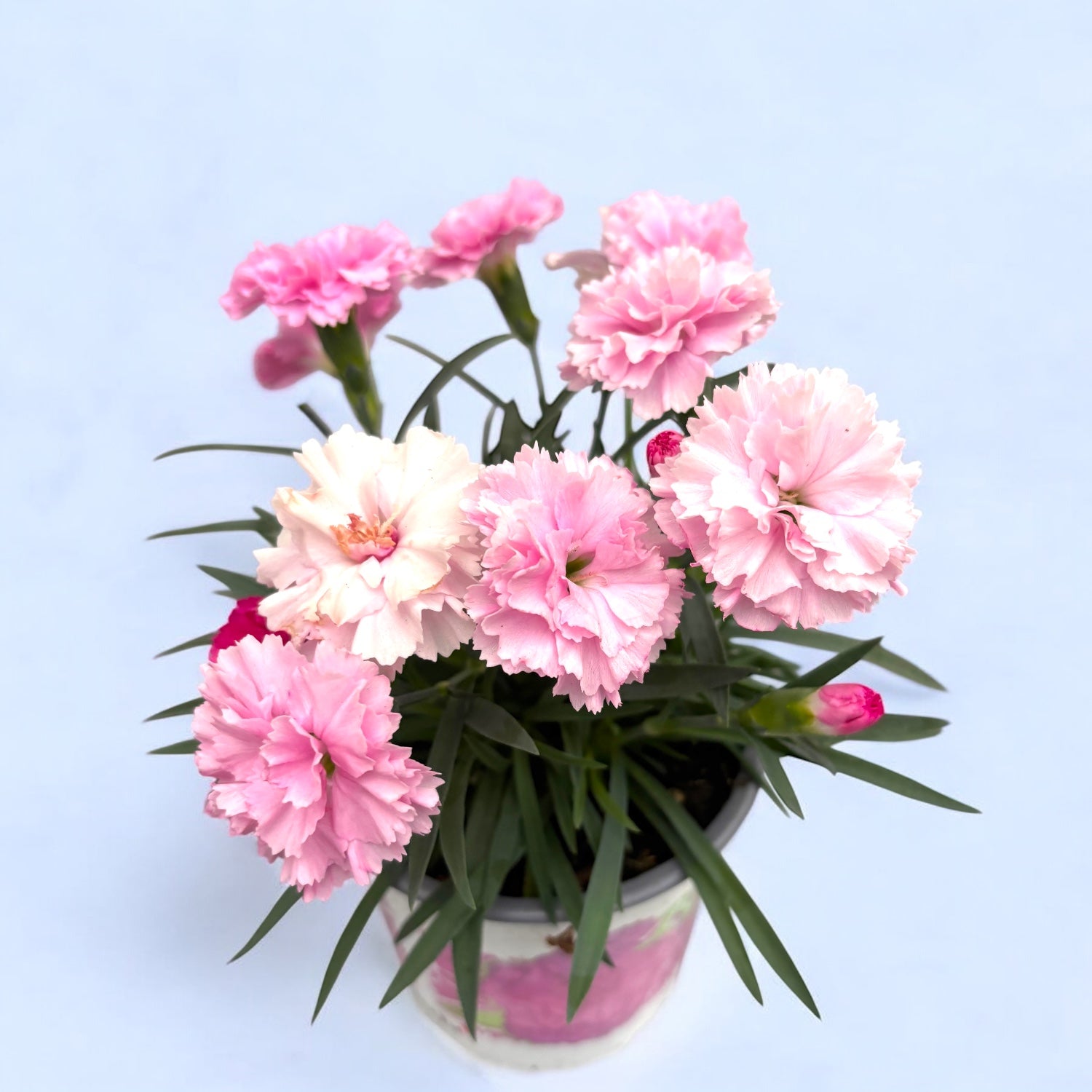 Dianthus ‘I Love U’ - garofita compacta, cu flori parfumate