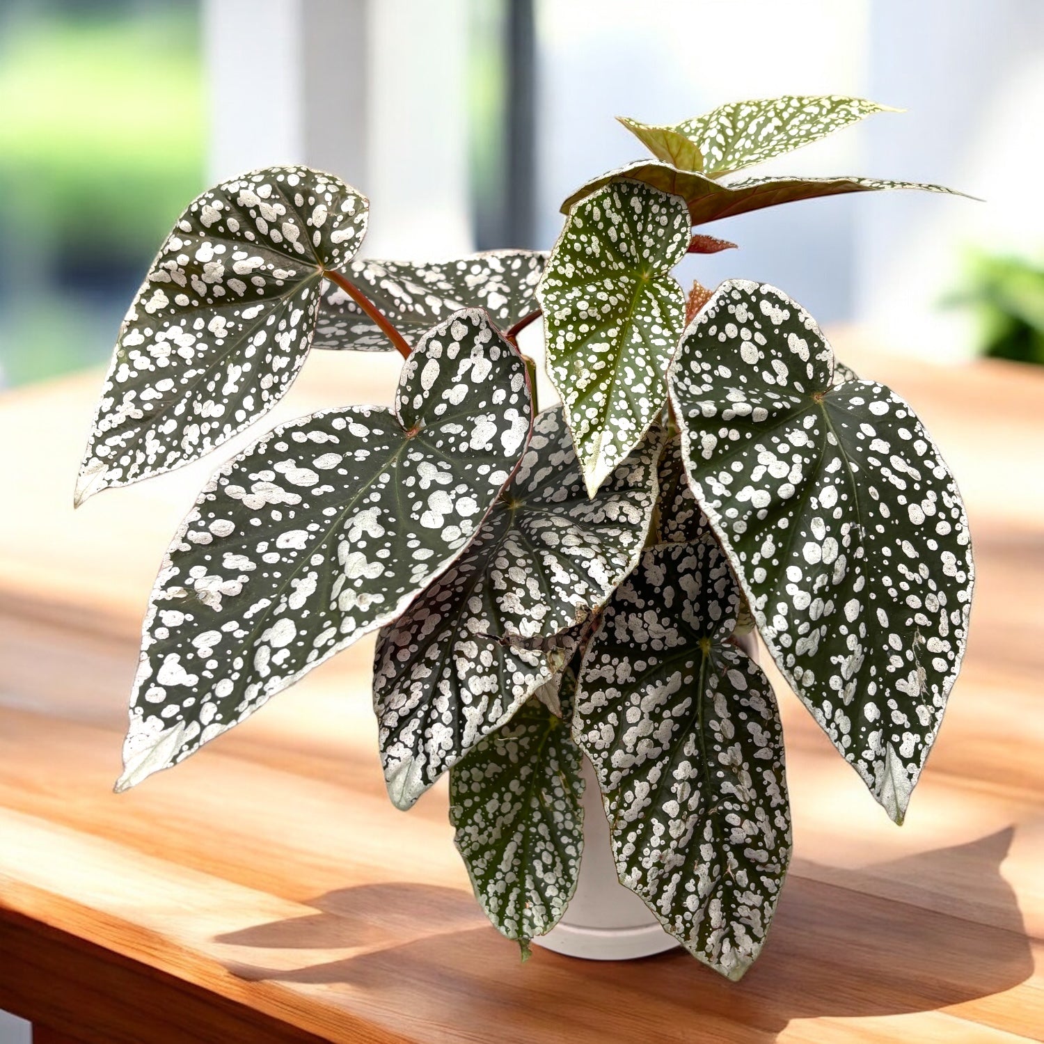 Begonia 'Snow Capped' - frunze argintii spectaculoase