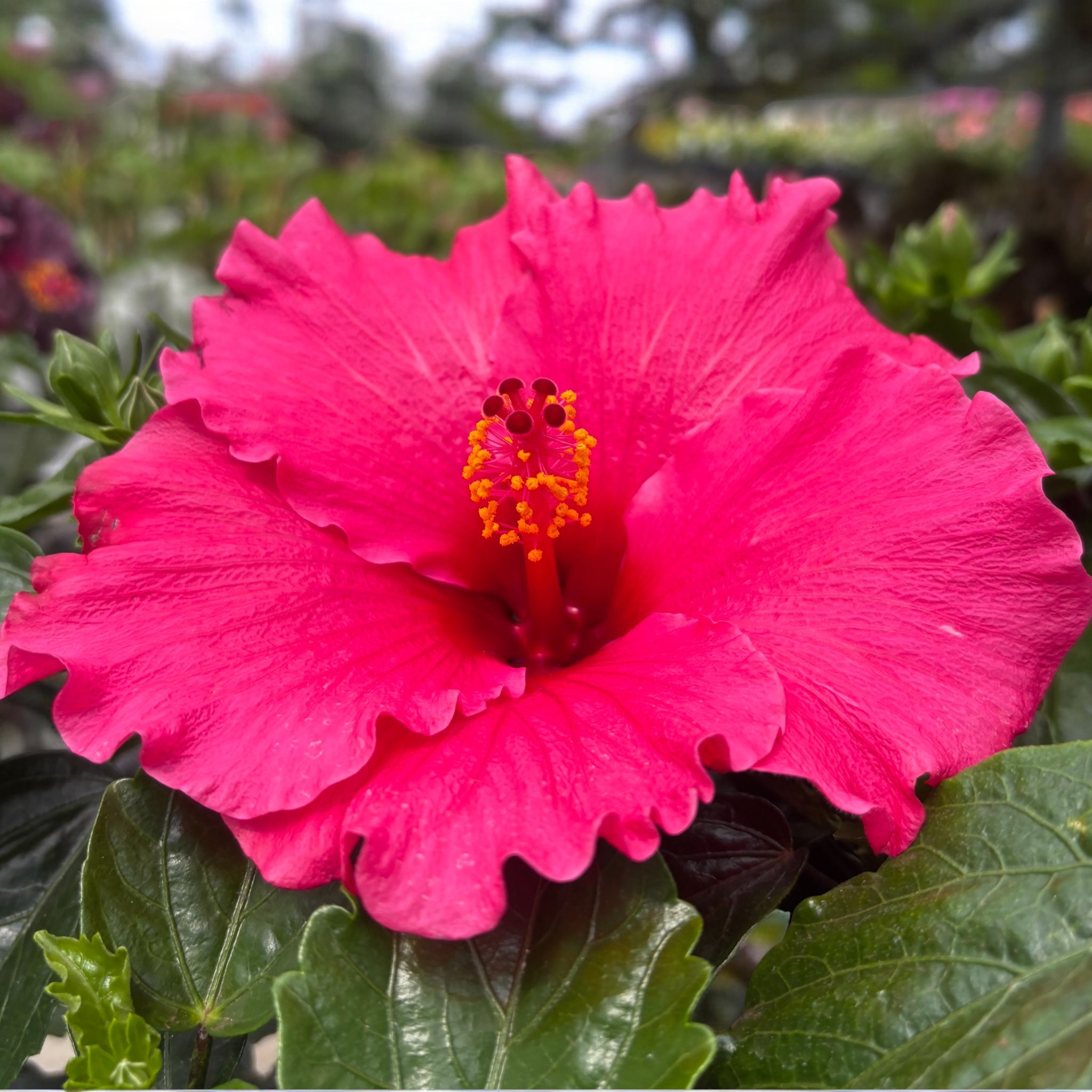 Hibiscus 'Juno'- flori XL roz intens
