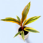 Cordyline ‘Caramel Queen’