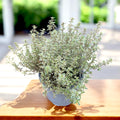 Citroenachtige zilveren tijm - Thymus x citriodorus 'Silver Queen' (Thymus 'Lady D')