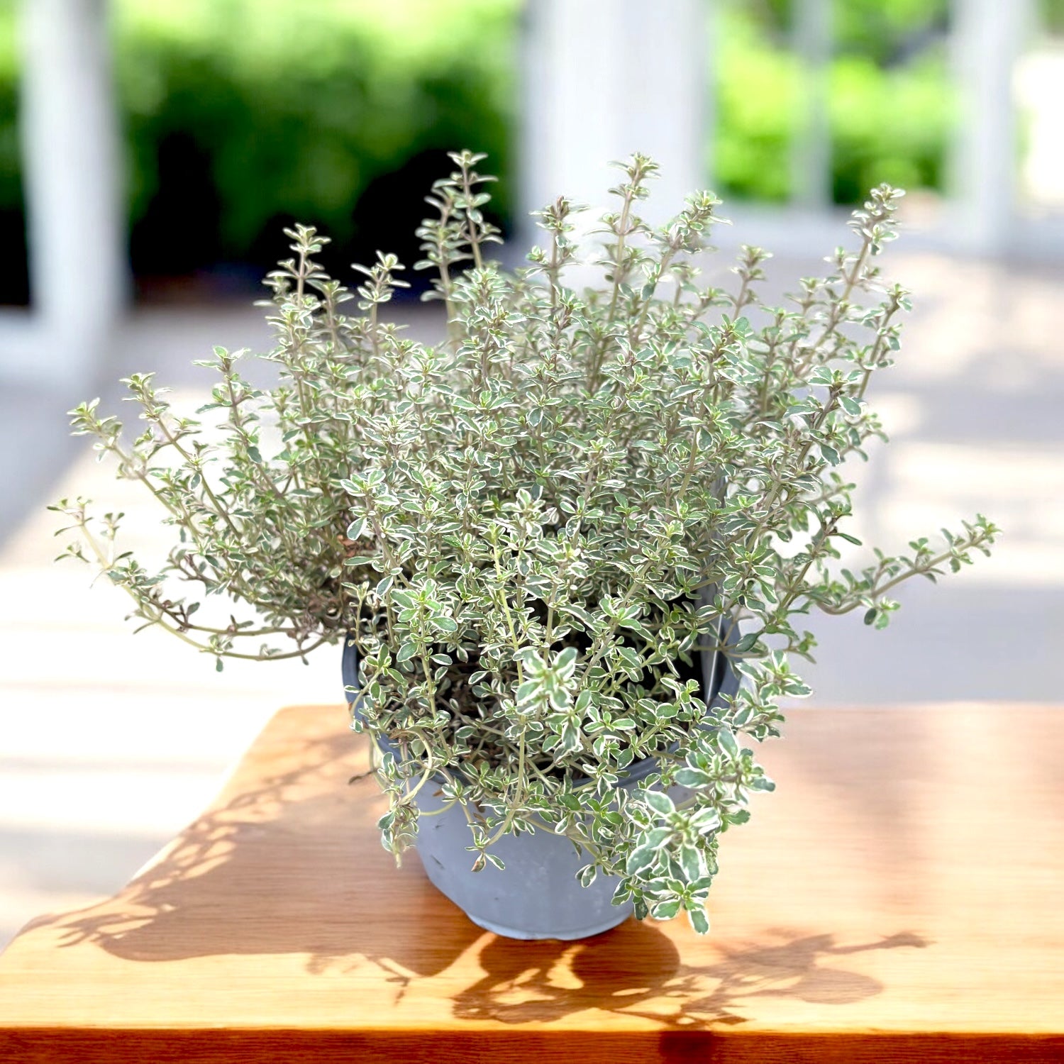 Cimbrisor lamaios argintiu - Thymus x citriodorus 'Silver Queen' (Thymus 'Lady D')