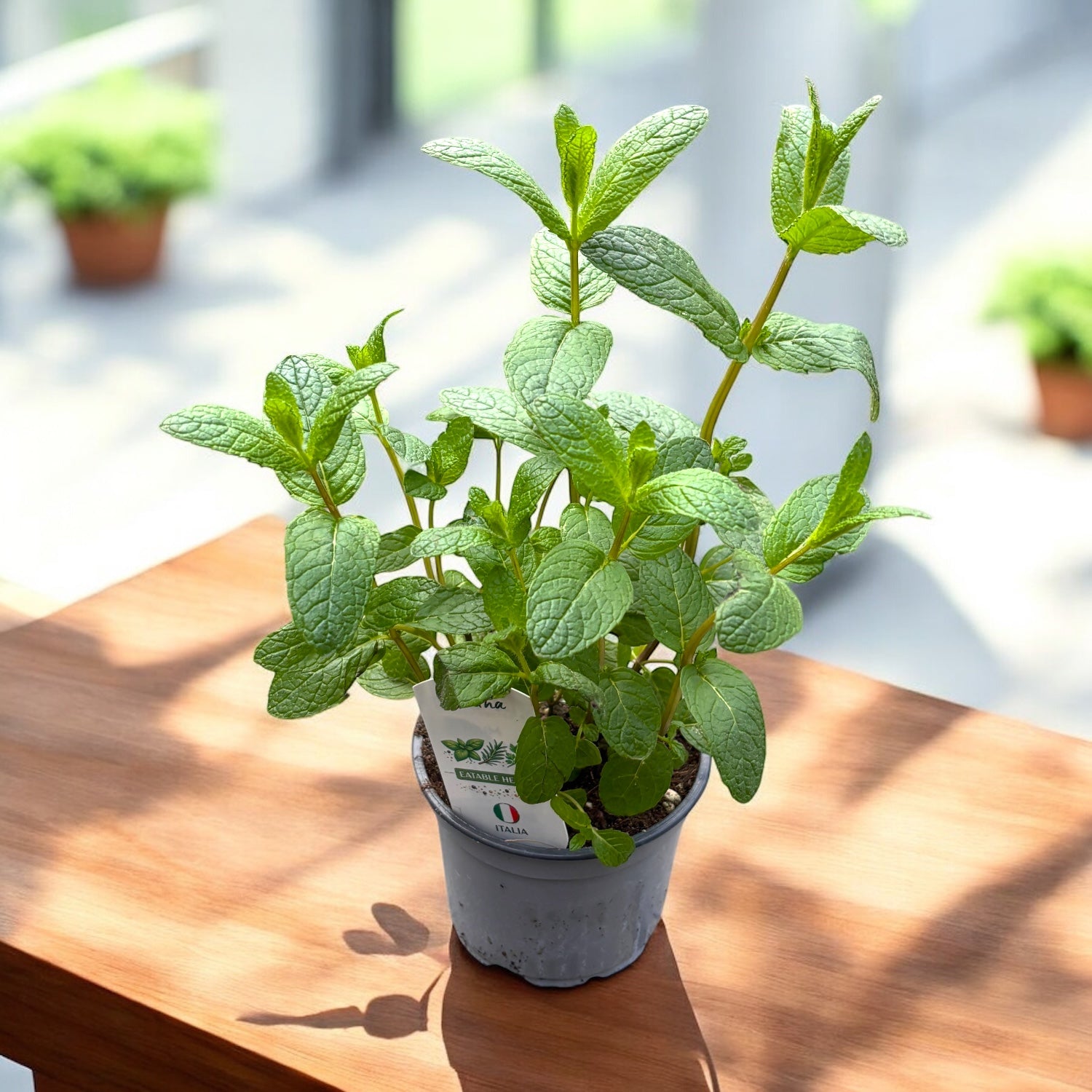 Minze - Mentha spicata (Grüne Minze, Schweizer Minze, Marocana) - die aromatischste Sorte