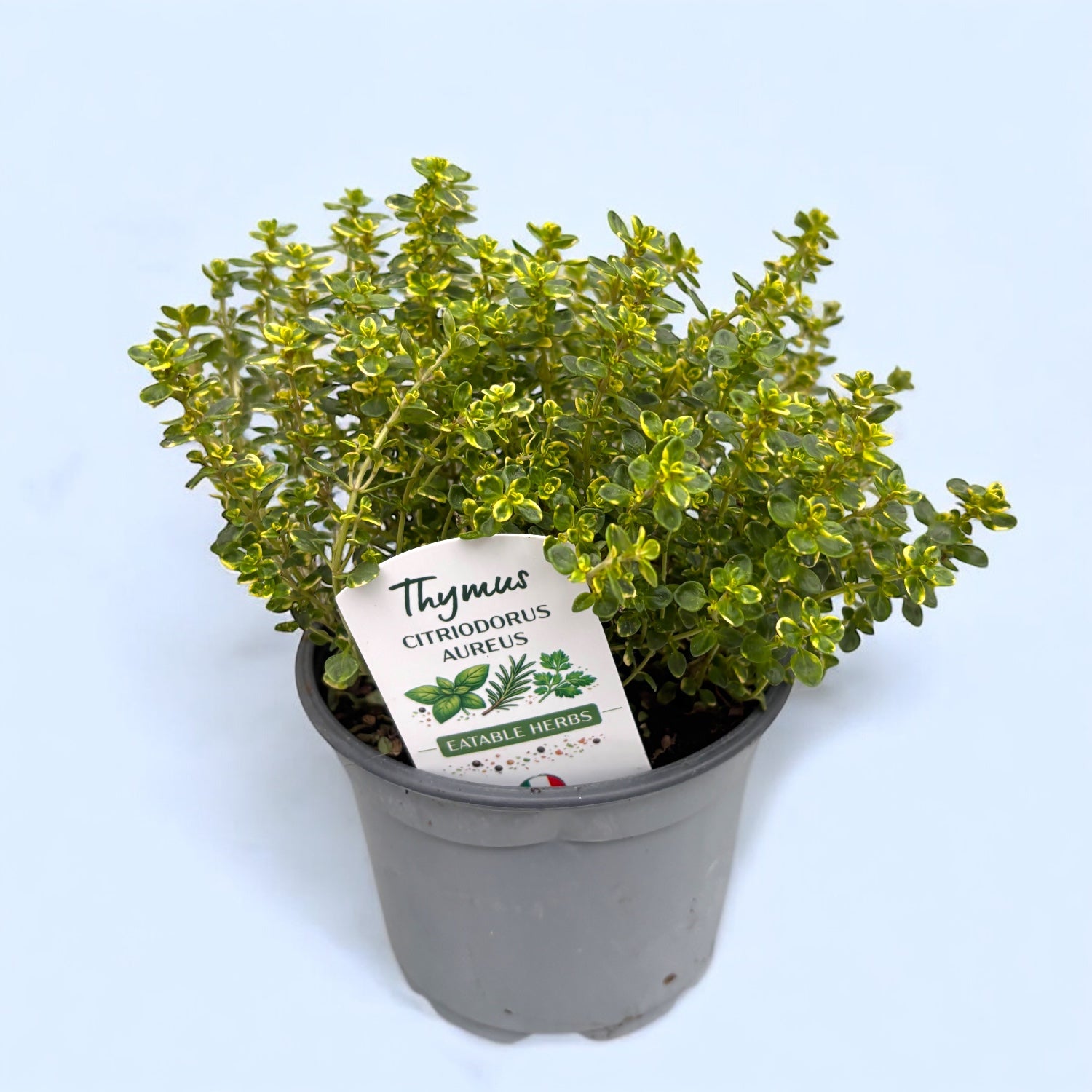 Cimbrisor lamaios variegat - Thymus citriodorus 'Aureus' (Mystic Lemon)