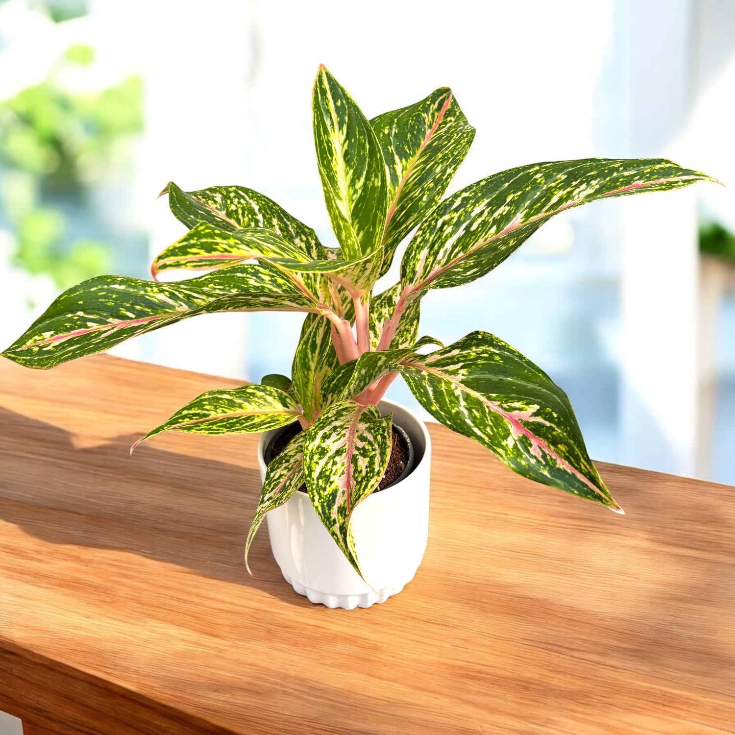 Aglaonema ‘Sparkling Sarah’ - planta tropicala luminoasa