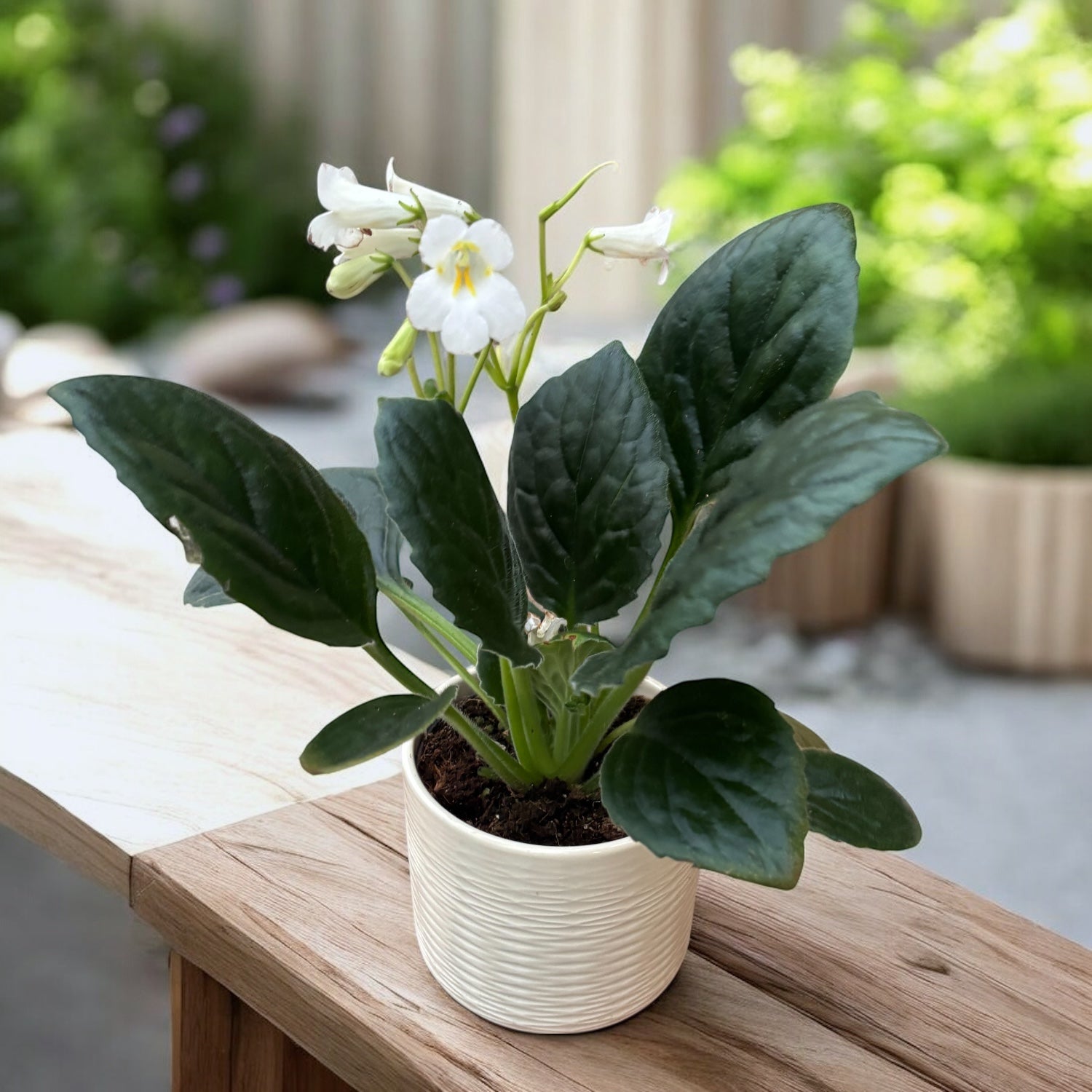 Streptocarpus 'Snowlina'