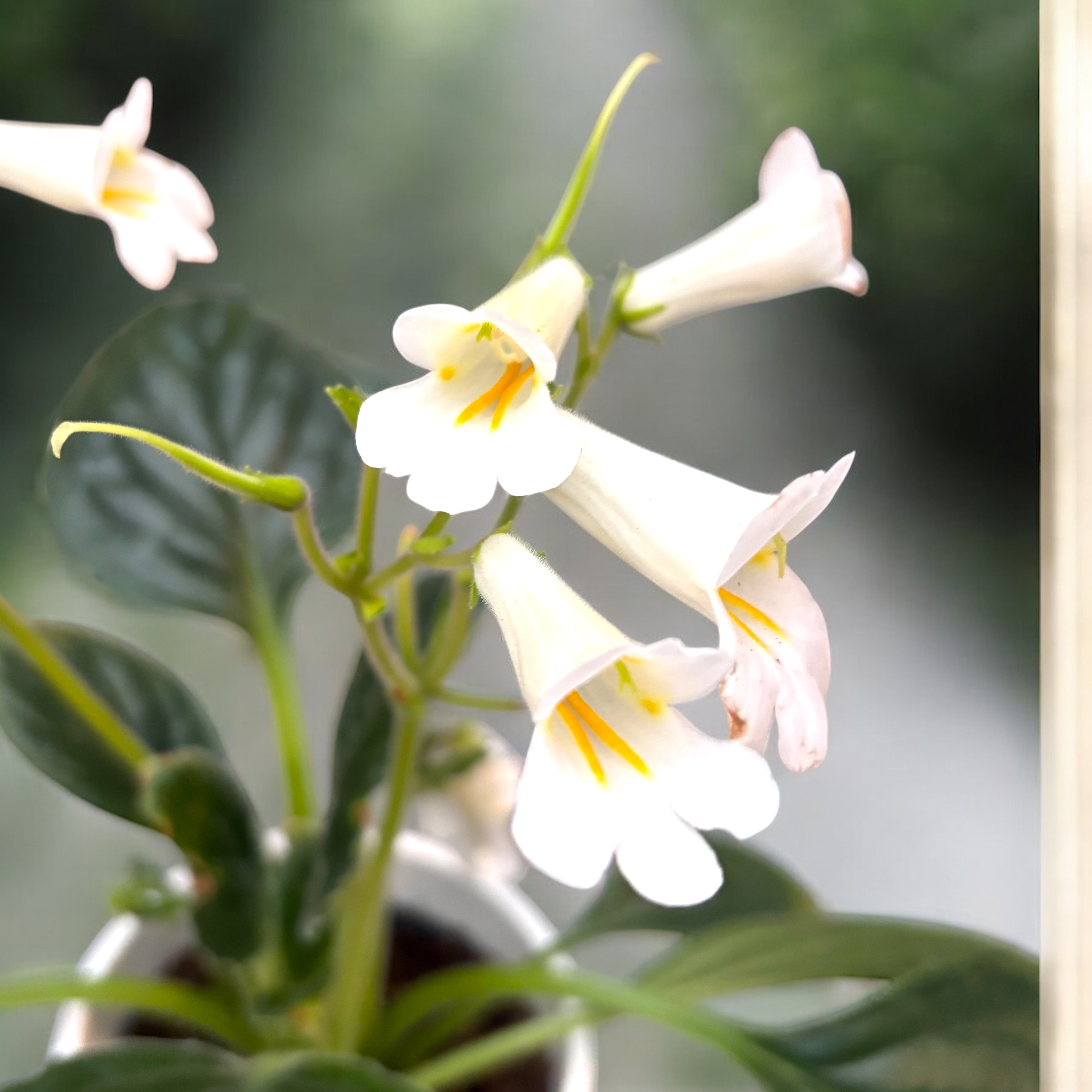 Streptocarpus 'Snowlina'