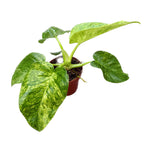 Philodendron giganteum (Tarka)