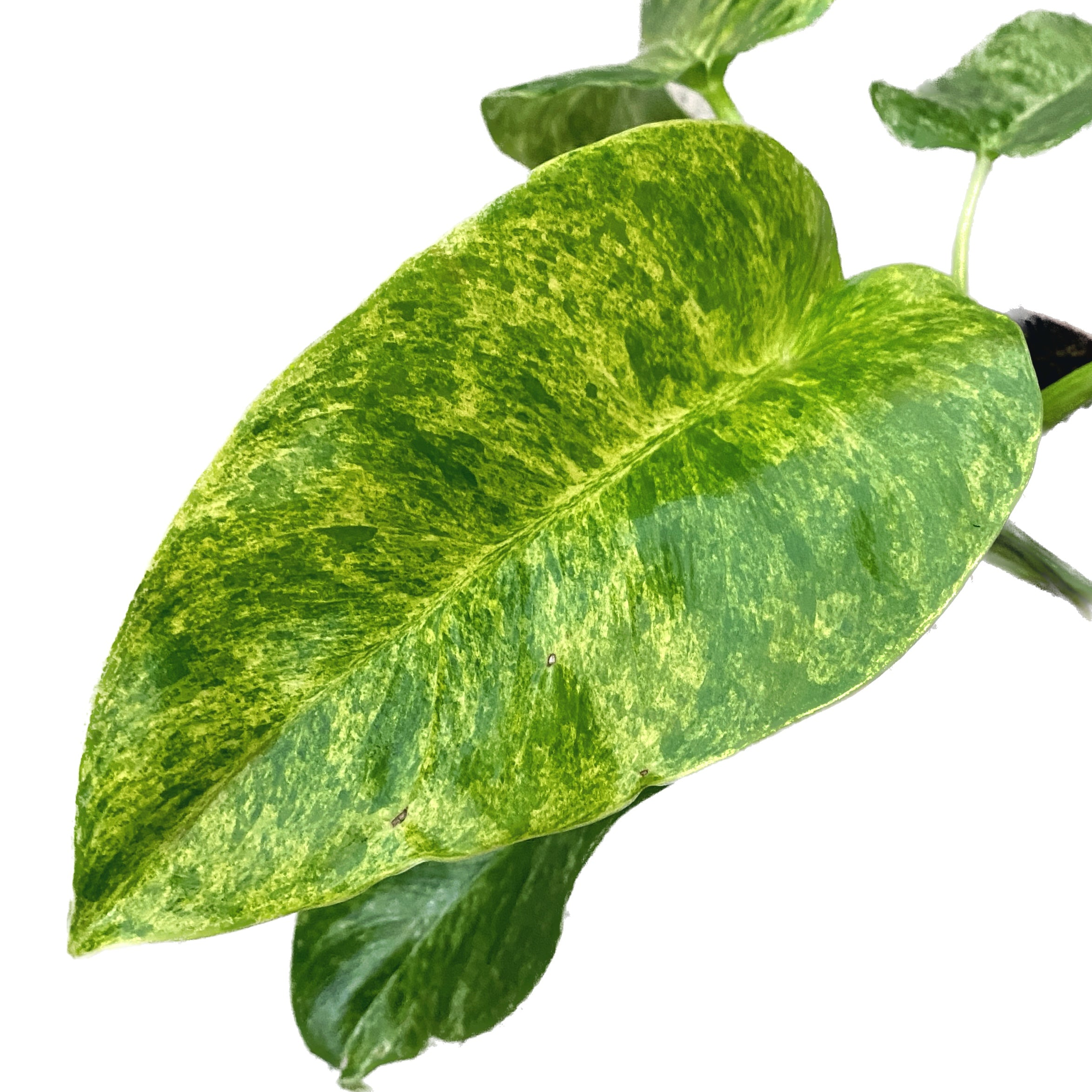 Philodendron giganteum (Variegat)