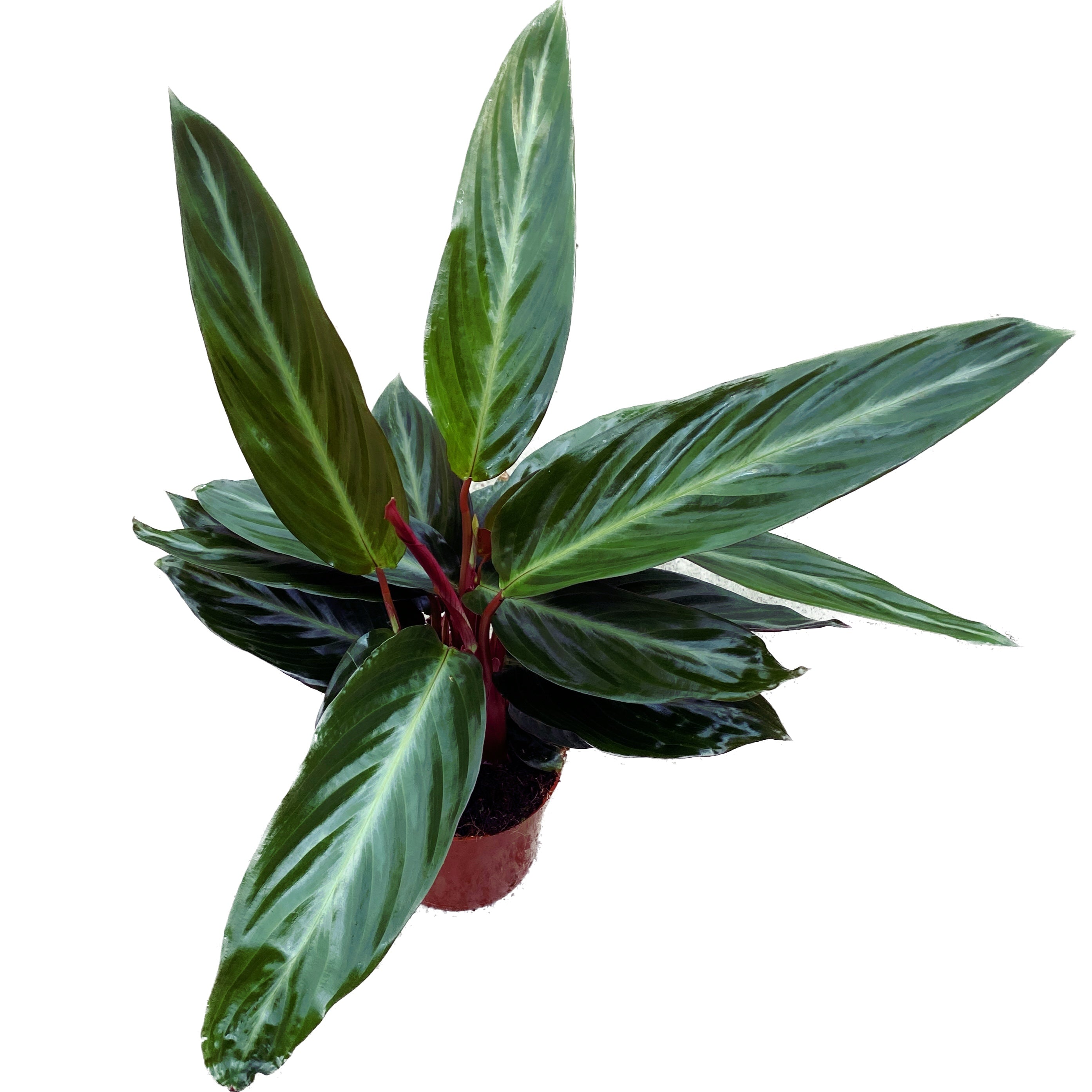 Calathea Stripestar