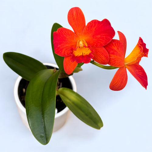 Rlc. Shinfong Orange 'Pieni Oranssi'