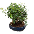 Bonsai Zanthoxylum Forest (Chinese Pepper) 3pp