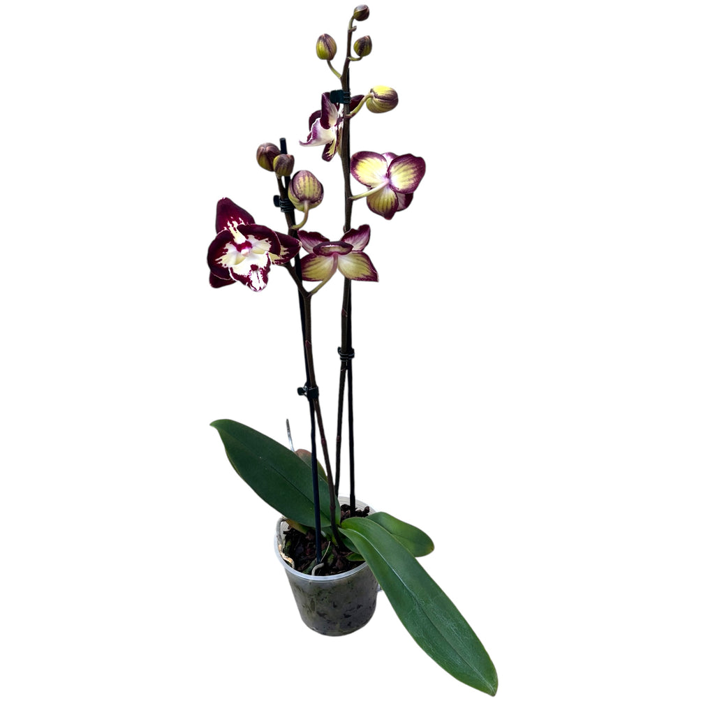 Phalaenopsis ‘Champion Daruma’ grote lip