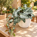 Parthenocissus 'Amazonica' ( Amazon Jungle Vine) - Vita ornamentala de interior cu frunzis elegant