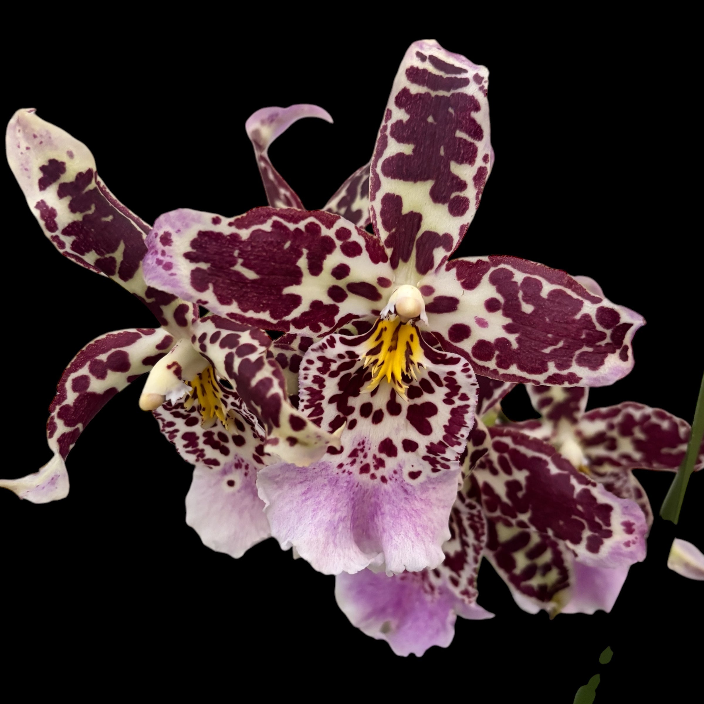 Aliceara (Beallara) parfumata - flori xl