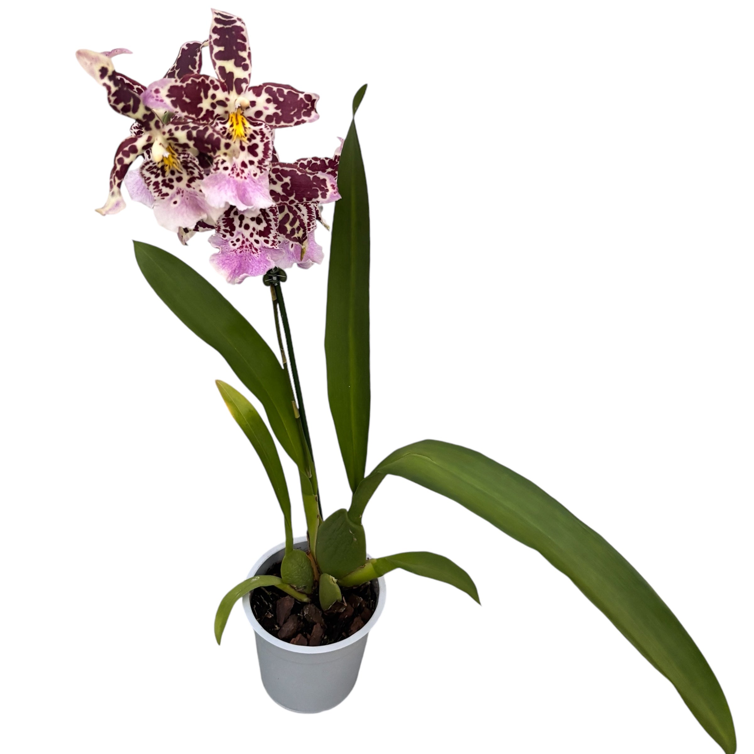 Aliceara (Beallara) parfumata - flori xl