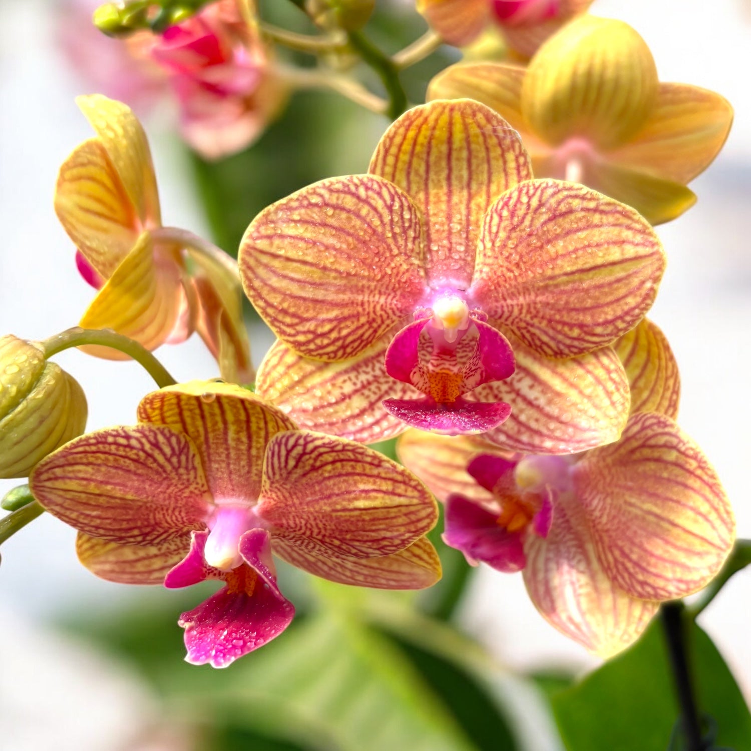 Phalaenopsis Penny Love