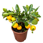 Calamondin Oriana (Citrina)