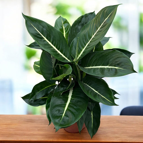 Dieffenbachia 'Green Magic' D17 – Secret Garden Plant Shop