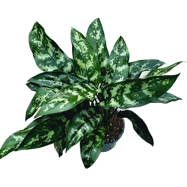 Aglaonema 'Juliette' - exemplare XL (2 plante/ghiveci)